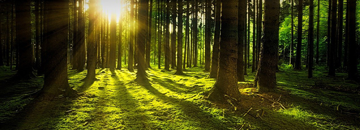 Deko-Bild Wald mit Sonnenschein